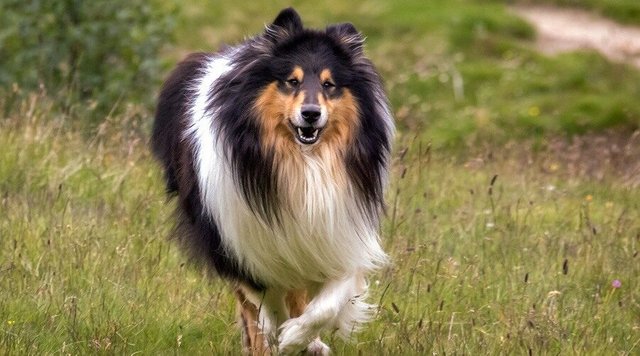 Collies-900x500.jpg