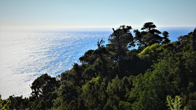 ocean trees1.jpg