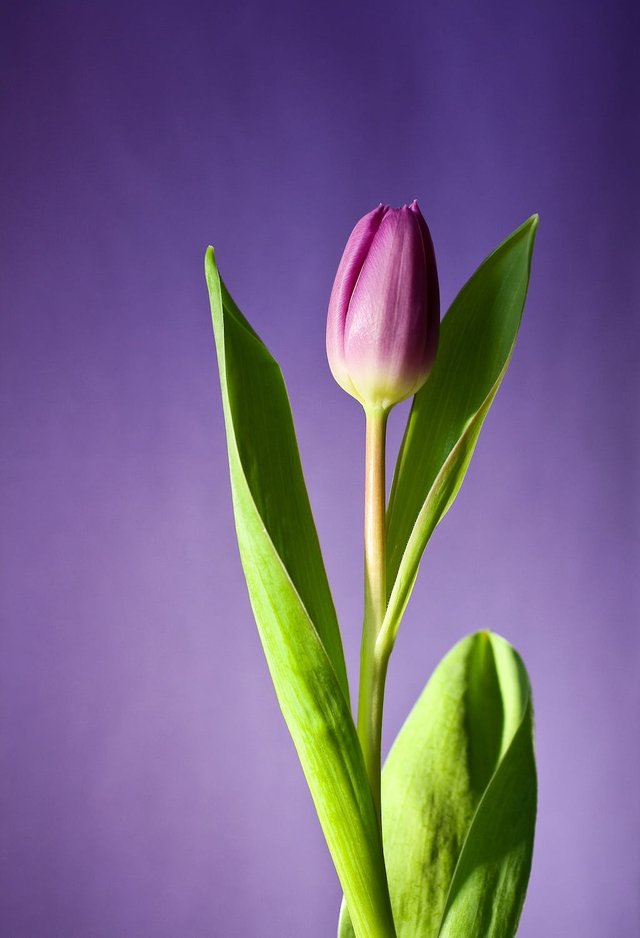 tulip-flower-bloom-pink.jpg