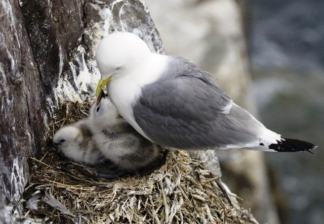 bird's_nest_bird_chicks_animals_farne_islands_england_uk-990272.jpg!d.jpg