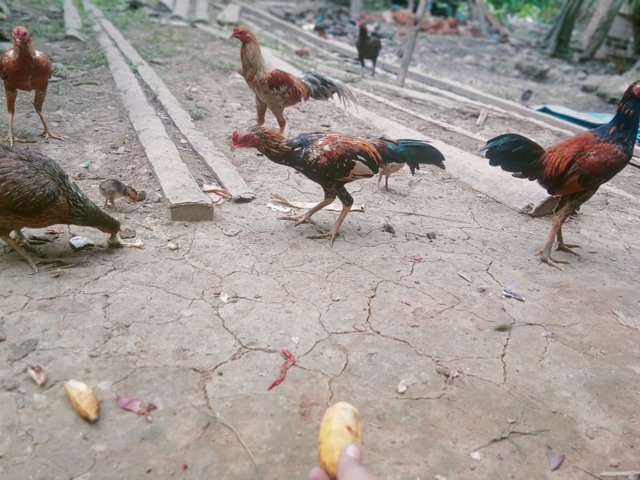 IMG20250603101138.jpg