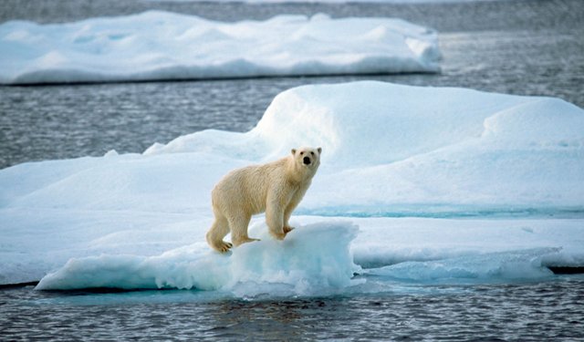 BLOG-1024x600-Polar-Bear-on-Shrinking-Ice-Sven-Erik-Arndt-Universal-Images-Group-Newscom-uigphotos235623.jpguigphotos235623.jpg