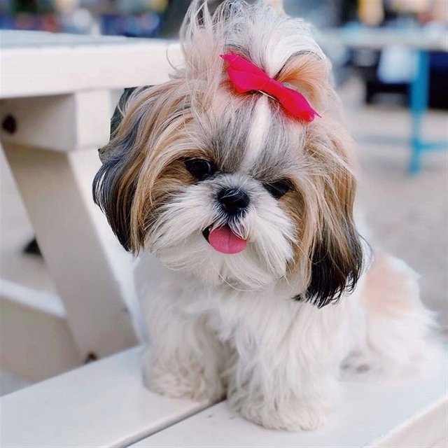 Shih Tzu on Instagram_ “Posted by @delilahxnapoleon _ Follow @shihtzusgram  #shihtzulove #shihtzusofinstagram #shihtzuslife #shihtzulovers #shihtzugram…”.jpg