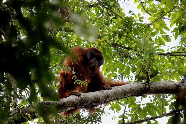 orang utan by Azhar.jpg