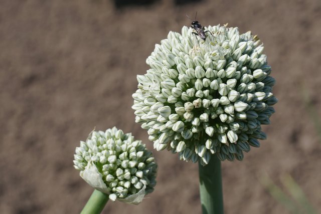 Onion inflorescences with an insect on it