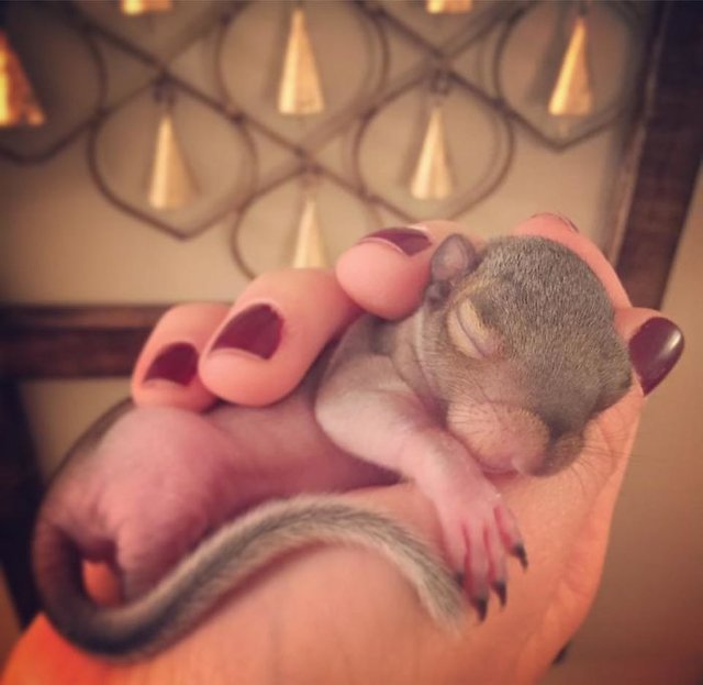 Newborn-squirrel-is-found-and-the-family-could-not-imagine-how-cute-it-would-become-5be3c727e54f5__700.jpg