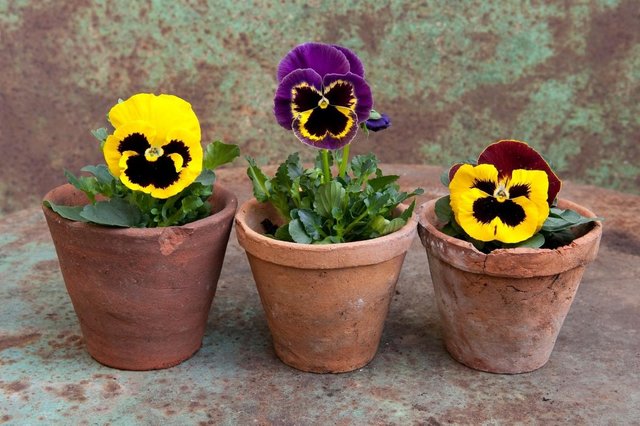 pansies-in-pots-crop.jpg