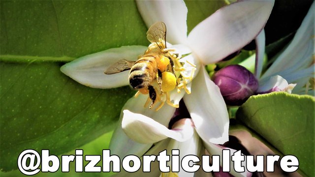 brizhorticulture-2 (2)VC.jpg