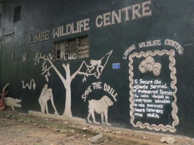 limbe-wildlife-centre-800x600.jpg