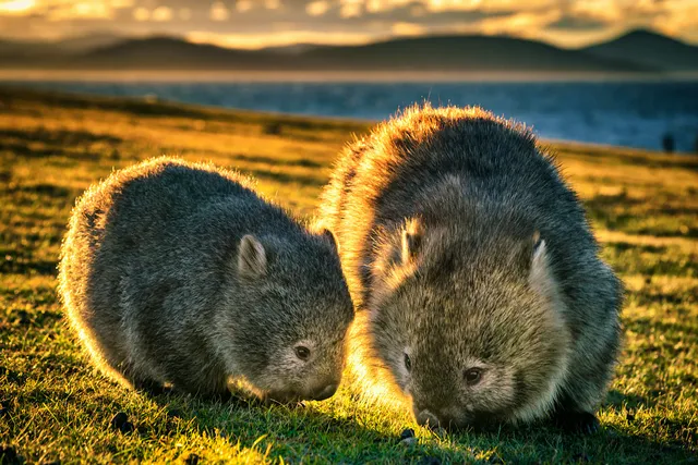 wombat.webp