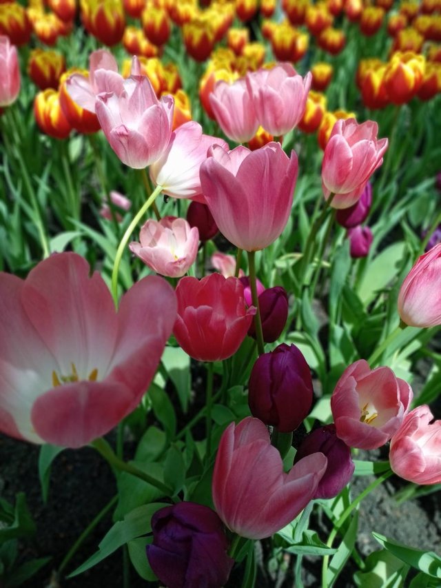 Tulips9.jpg