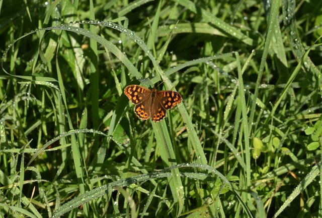 butterfly grass waterdrops.jpg