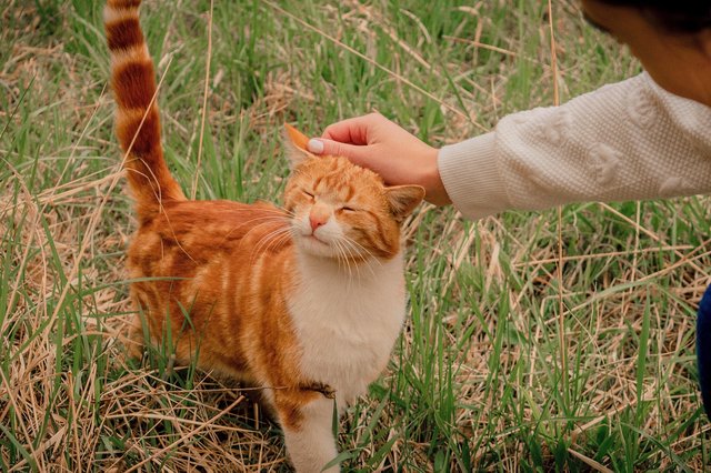 ginger-5173252_1280.jpg
