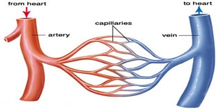 BLOOD VESSELS FROM HEART TO HEART.jpg