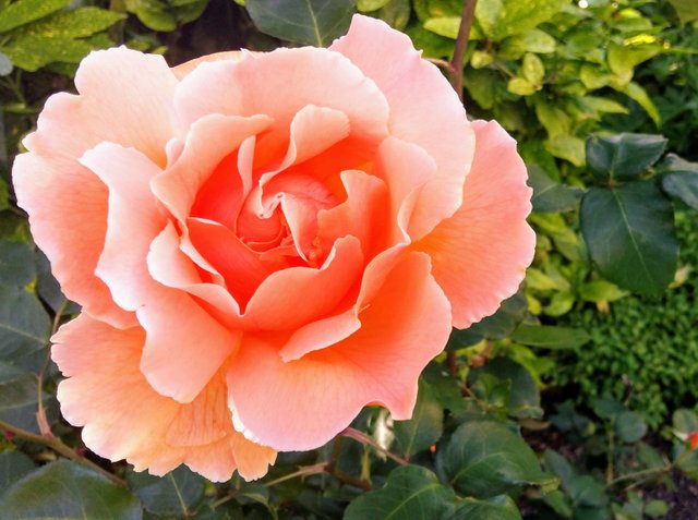peach rose.jpg