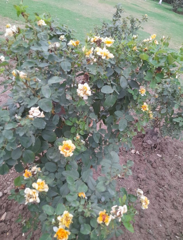 20250817_184504.jpg