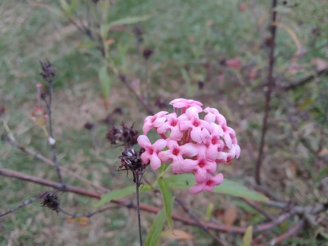IMG_20250602_180650.jpg