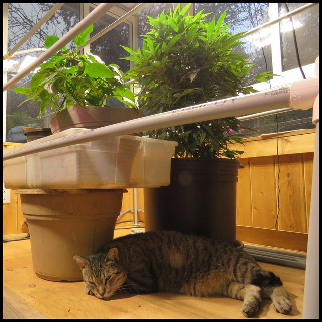 JJ lying under pots of peppers by cannabis.JPG