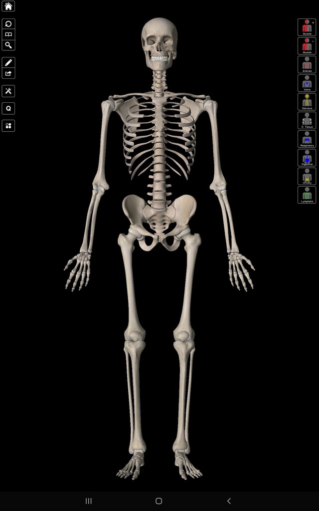Screenshot_20211002-130419_Essential Anatomy 3.jpg