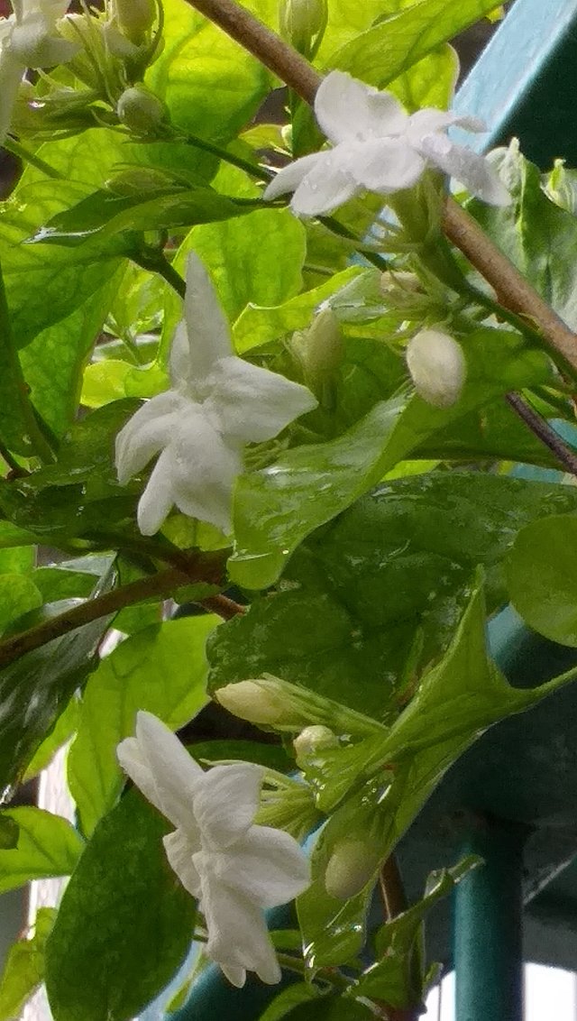 white flower16 (2).jpg