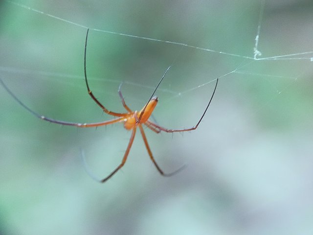 Nephila Pilipes (9).jpg