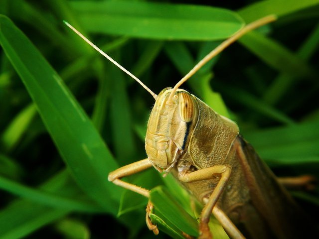 grasshopper-g7dbe37680_1920.jpg