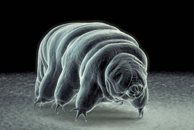 invertebrates-scanning-electron-micrograph-tardigrade-water-bear.jpg