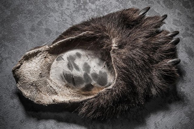 Bear-Paw-Slipper.adapt.1190.1.jpg