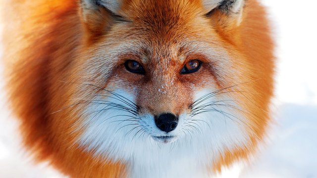 red-fox-face-wallpaper-1.jpg
