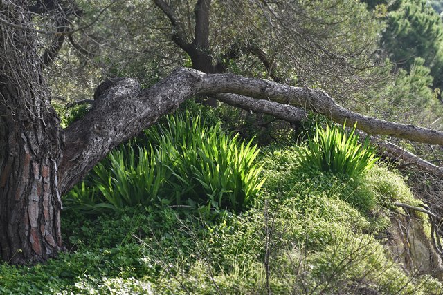 red wildflower park 3.jpg