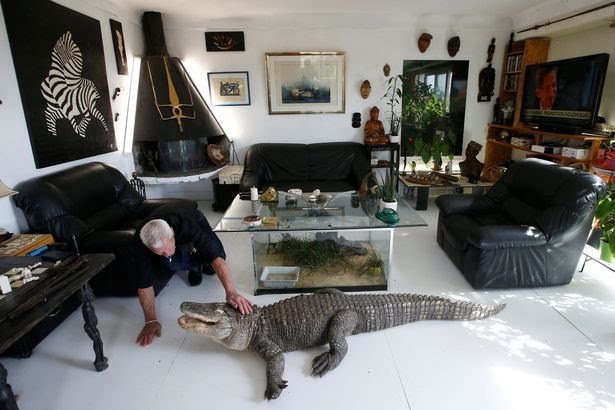 0_Philippe-Gillet-67-year-old-Frenchman-who-lives-with-more-than-400-reptiles-and-tamed-alligators-g.jpg