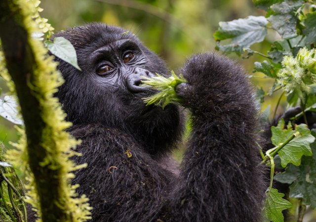 Best Time to Visit for Safaris in Uganda and Rwanda.jpg