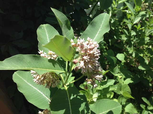 milkweed flowers.JPG