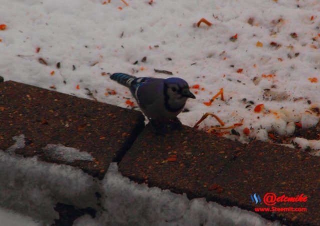 PFW0091.JPG Blue Jay