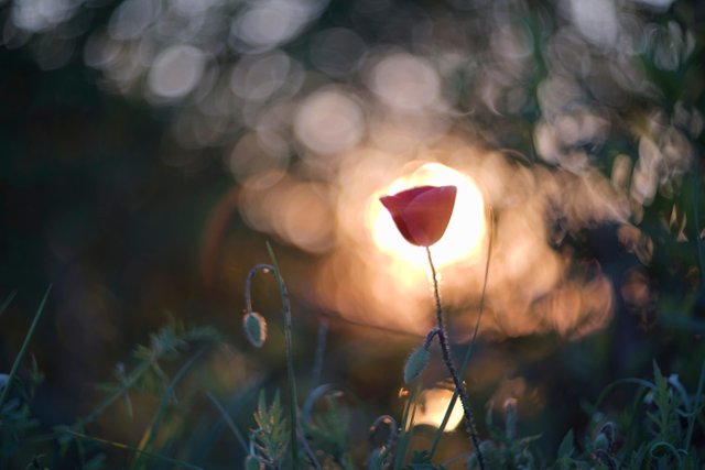 poppy sunset bokeh 2.jpg