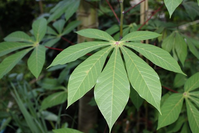 cassava-leaves-1676161_1280.jpg