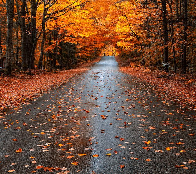 HD-wallpaper-fall-season-autumn-leaves-pretty-road-street-wet.jpg