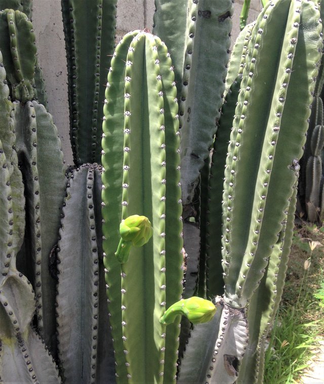 IMG_2618foto 7 cactus.jpg