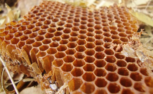 honeycomb.jpeg