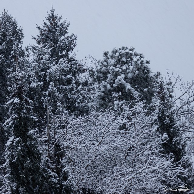 2018-11-20-Trees-first-Snow-02.jpg