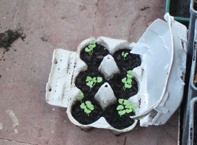 Basil Seedlings.jpg