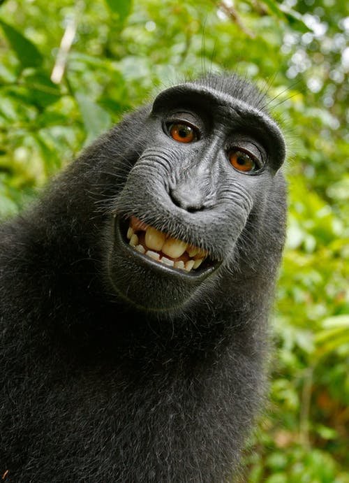 selfie-monkey-self-portrait-macaca-nigra-50582.jpg