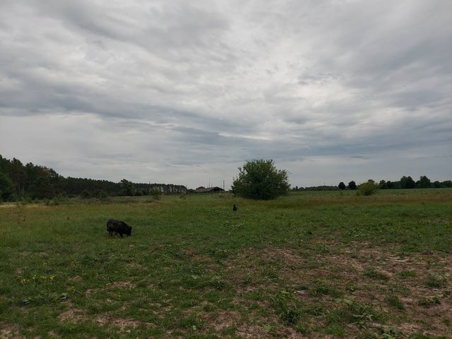 IMG_0087.jpeg