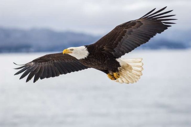 bald Eagle wingspan.jpg