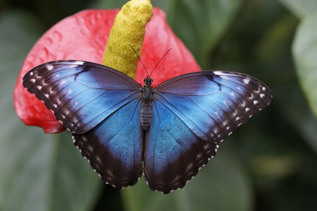 blue-morpho-784979.jpg