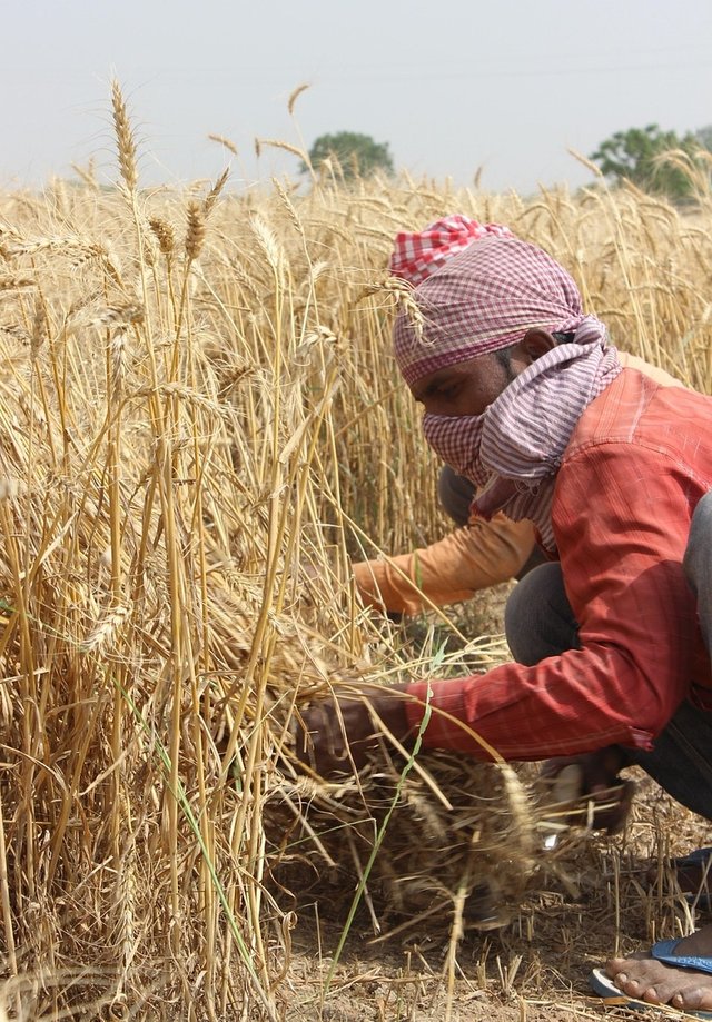 wheat-fields-762221_1281.jpg