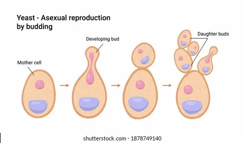 vector-illustration-yeast-asexual-reproduction-260nw-1878749140.jpg