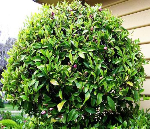 Port-Wine-Magnolia-as-a-Standard.jpg