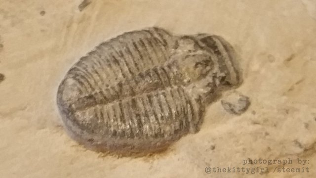 Trilobite-2.jpg