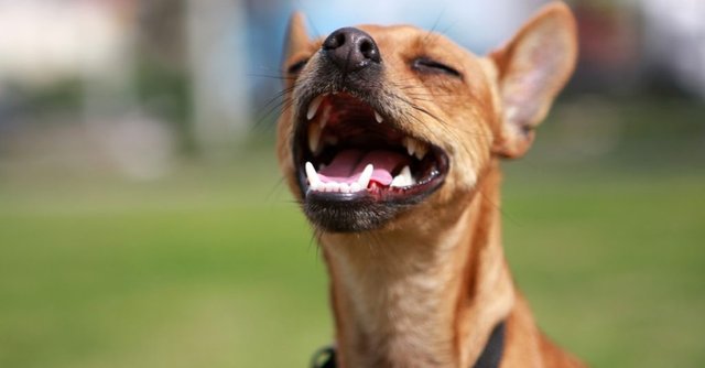 Decoding-Your-Dog’s-Teeth-Chattering-1024x535.jpg